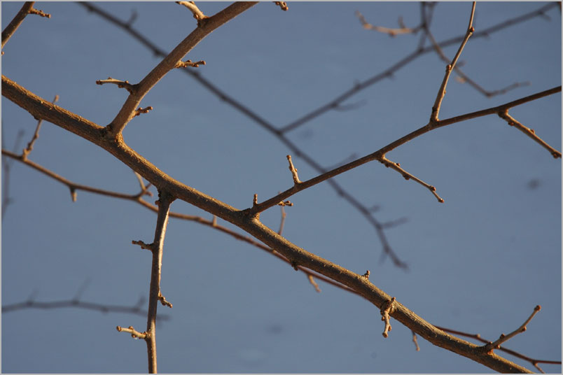 winter persimmon