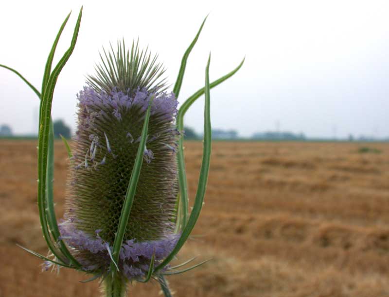 flowering teasel