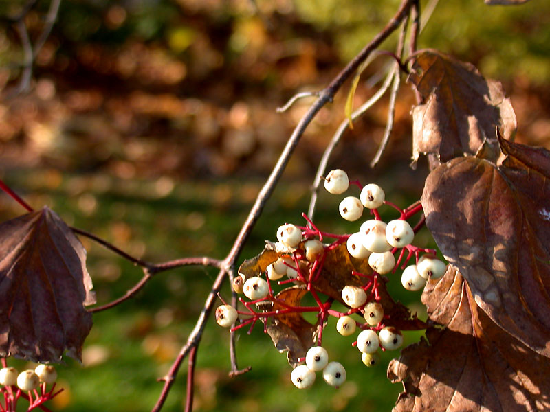 dogwood fall