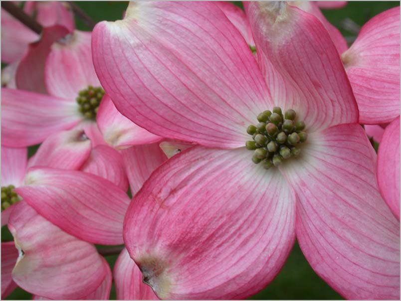 may dogwood