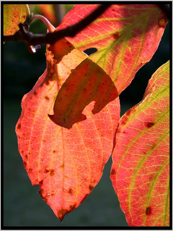 dogwood equinox