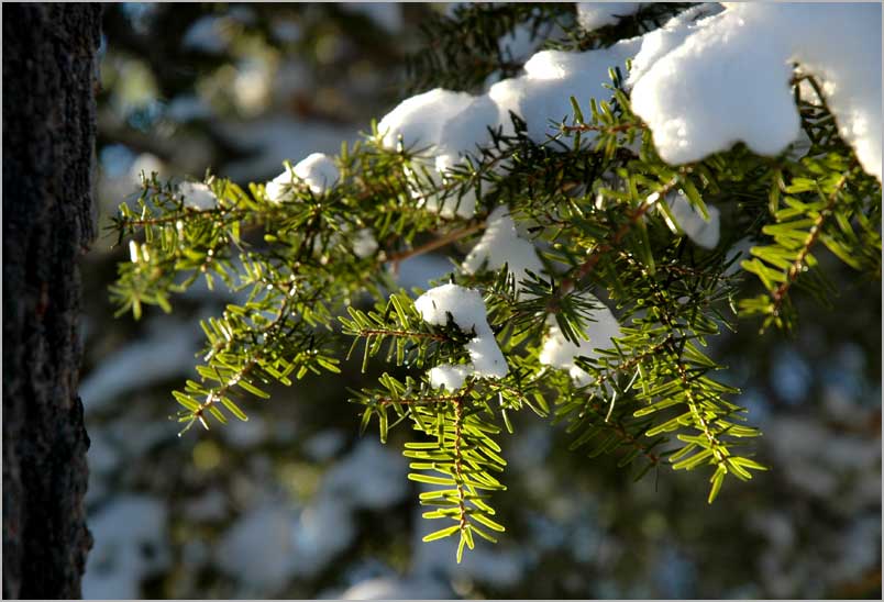 eastern hemlock, new snow