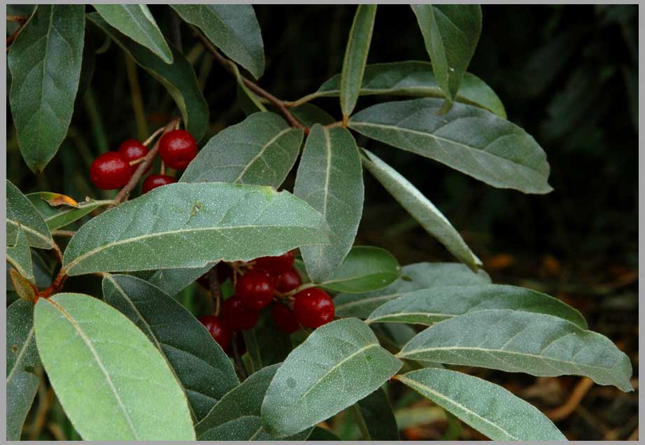 autumn olive, drupes