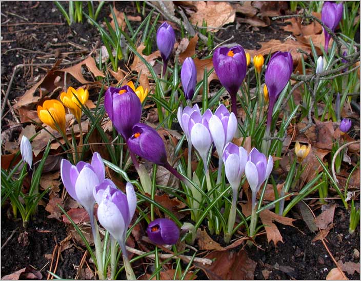 equinox crocus