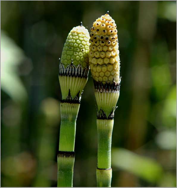 horsetails