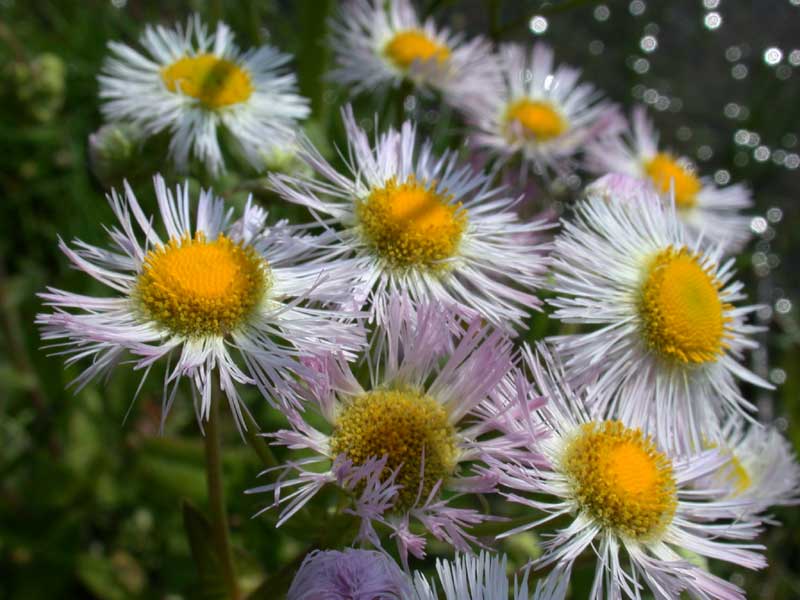 fleabane