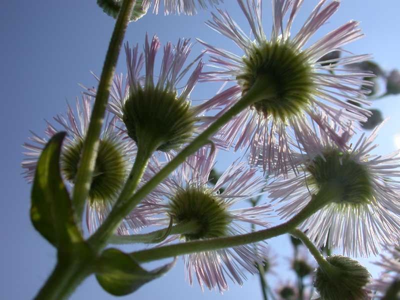 fleabane