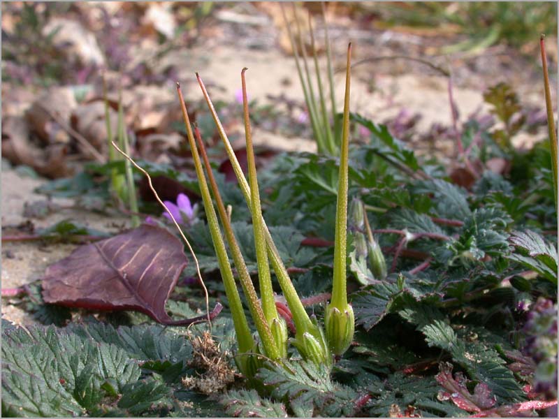 stork's-bill