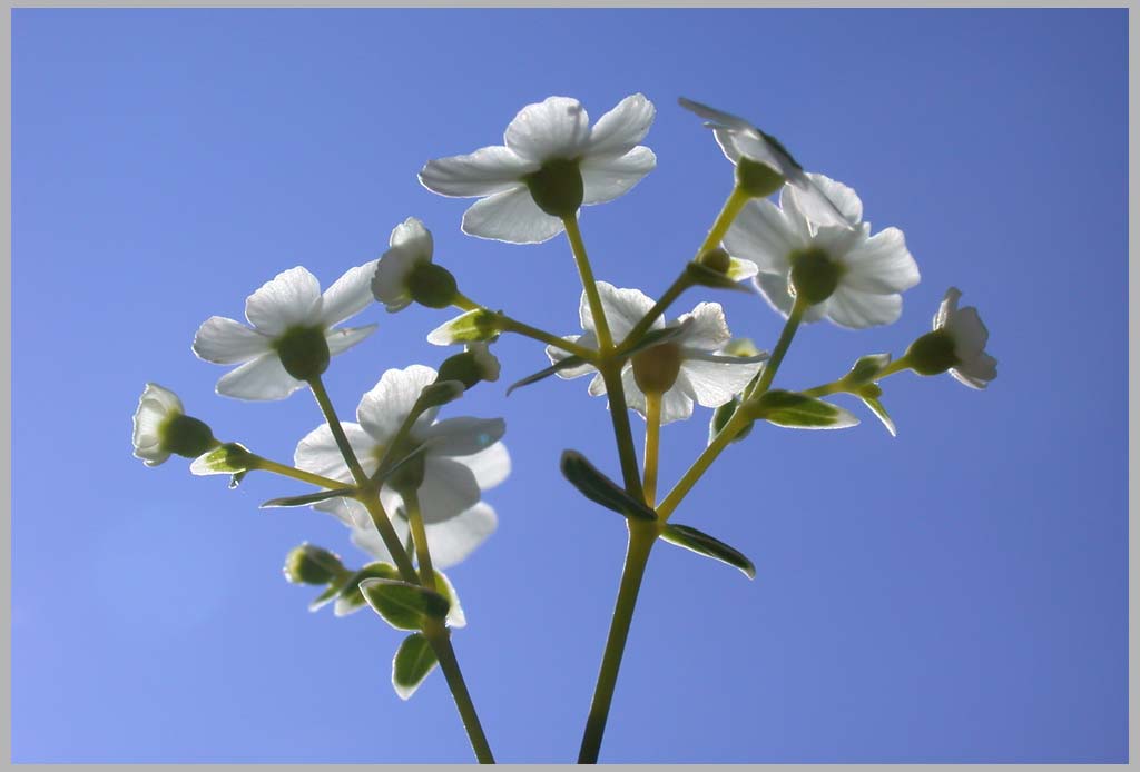 flowering spurge