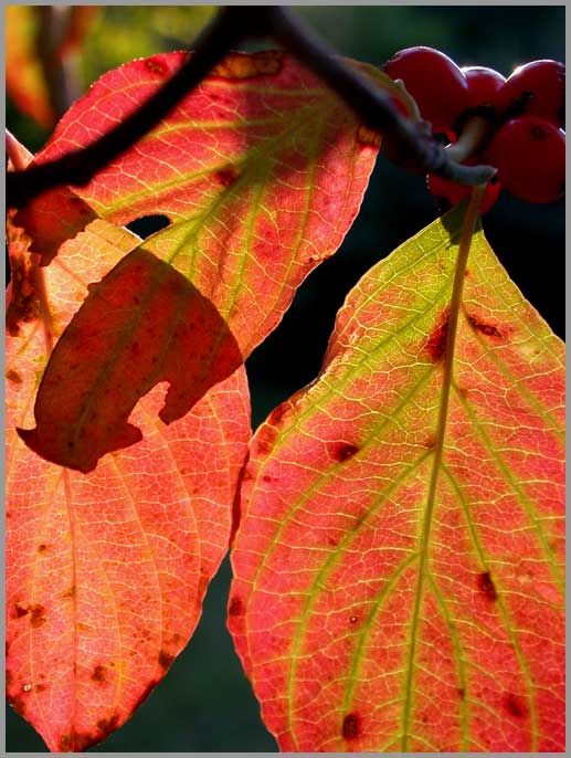 fall dogwood