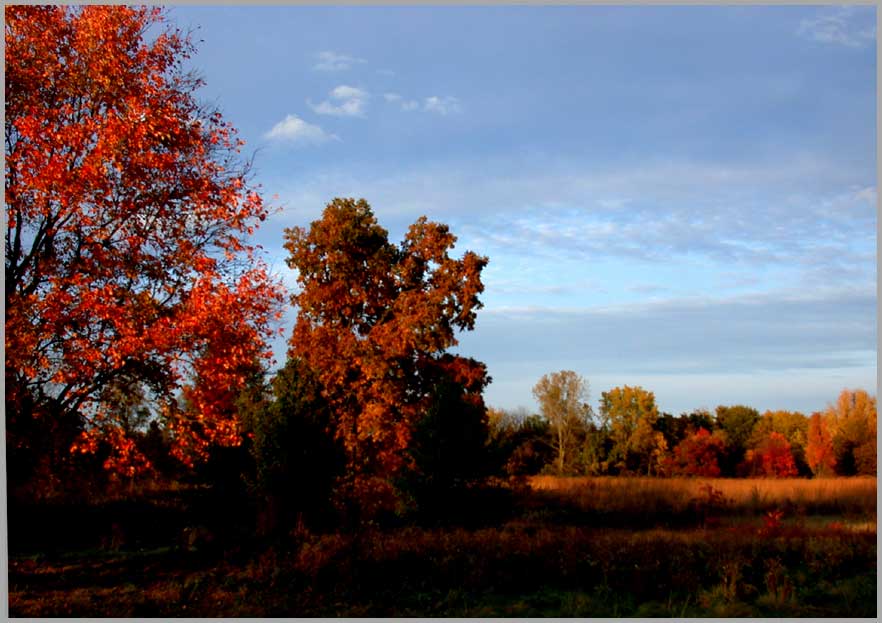 fall tapestry