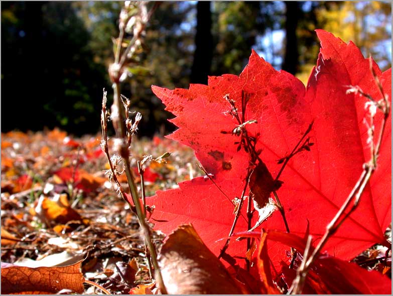 fall, close to the ground