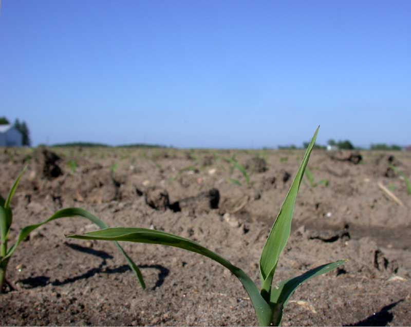 first corn