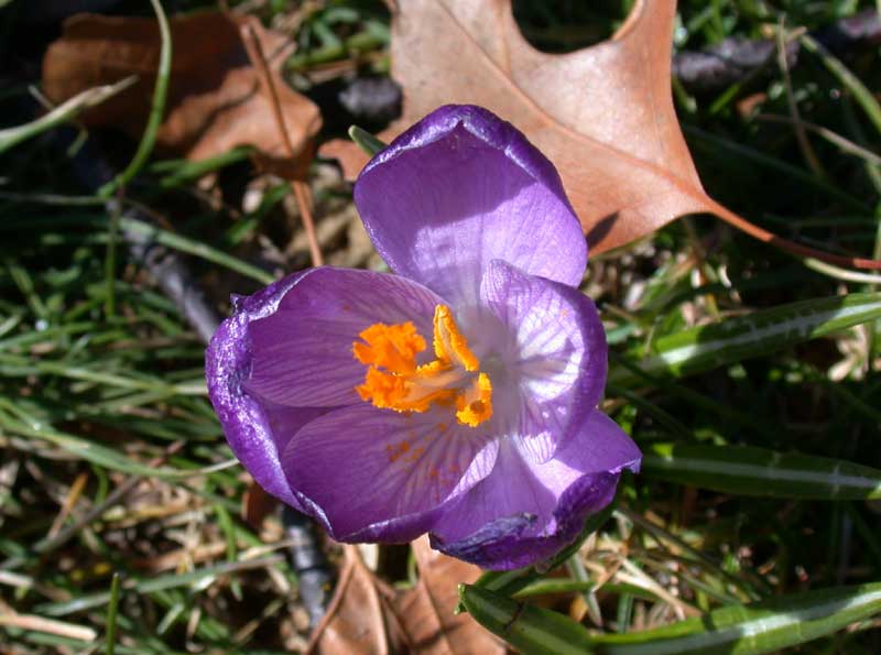 first spring crocus