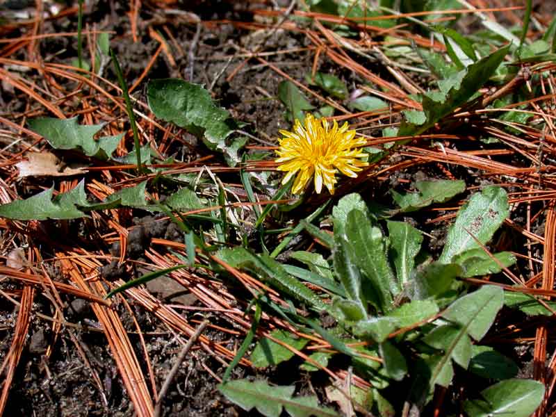 first dandelion 4.11.2002