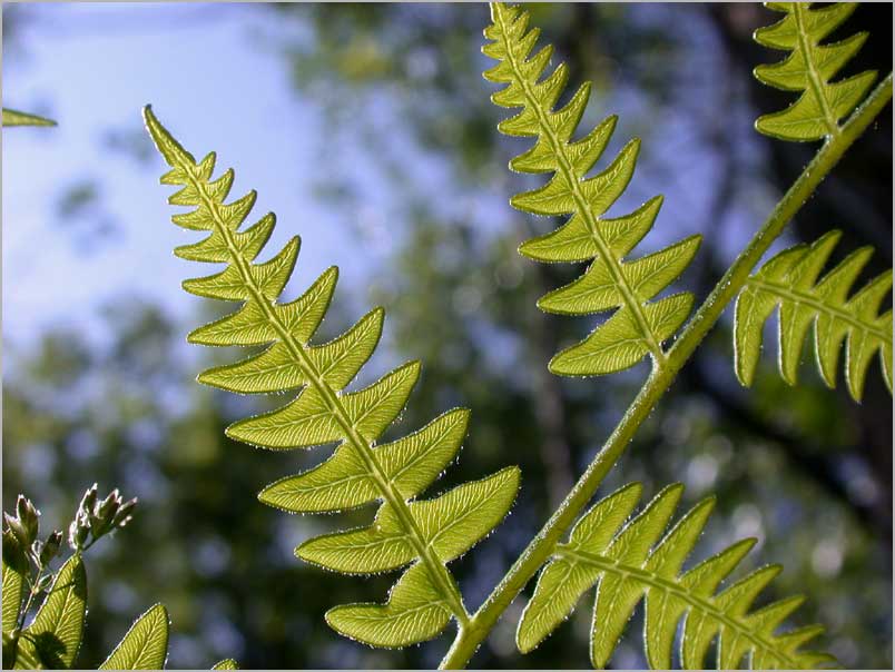 forest fern, skyview