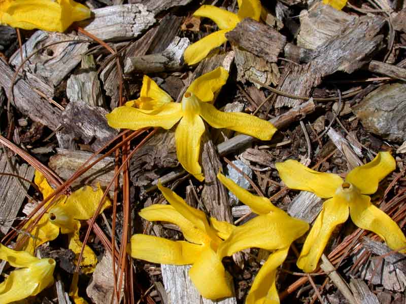 forsythia textures