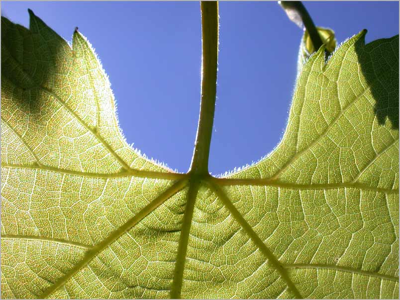 frostgrape, skyview