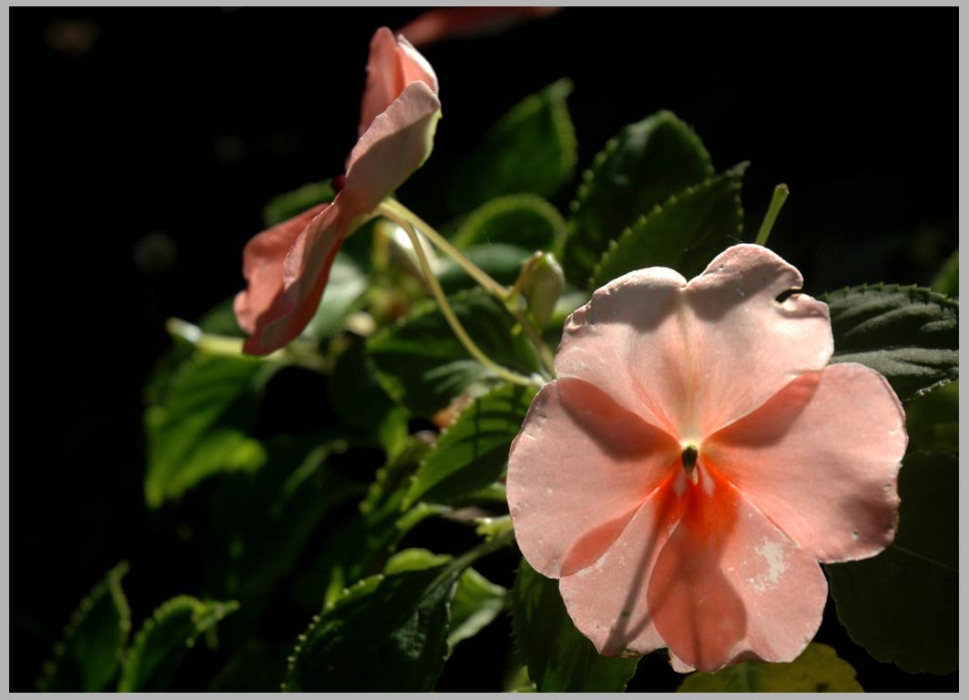 garden impatiens