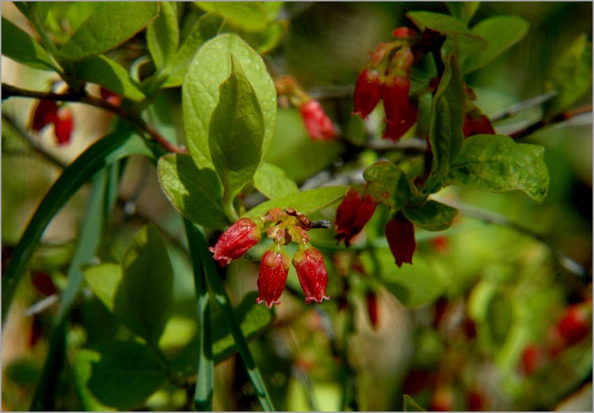 black huckleberry