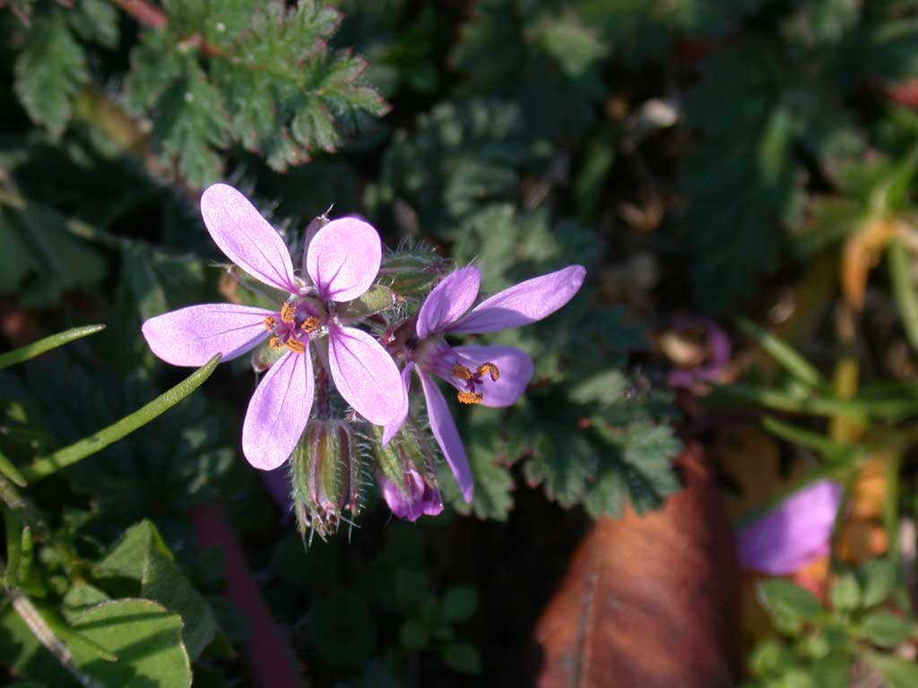 november flower