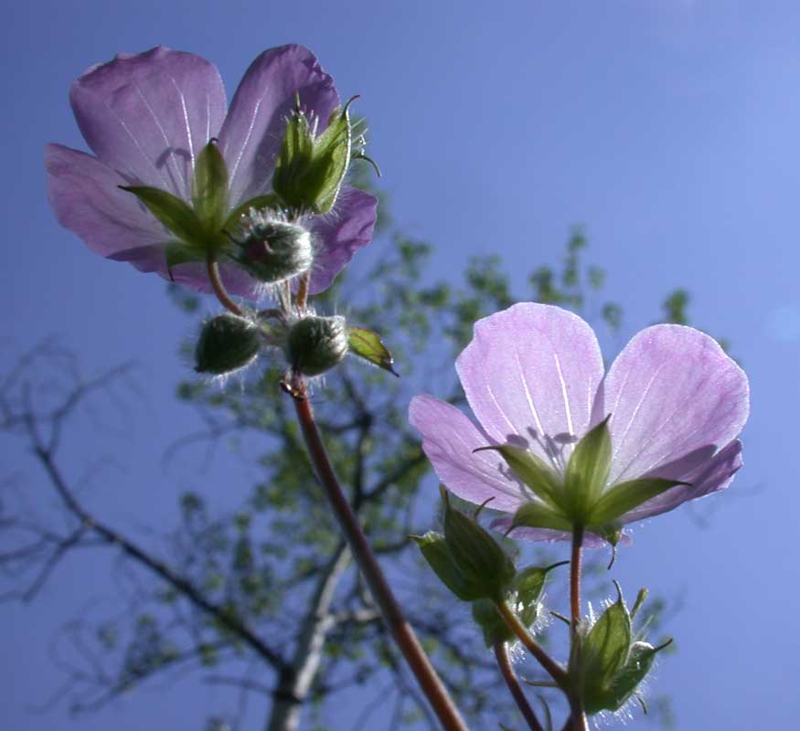 wild geranium duo