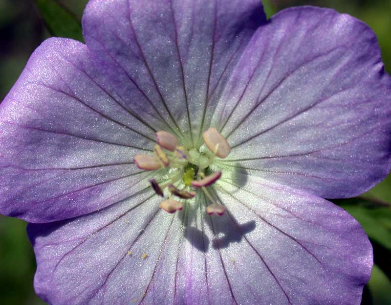 wild geranium