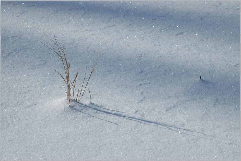 grass composition