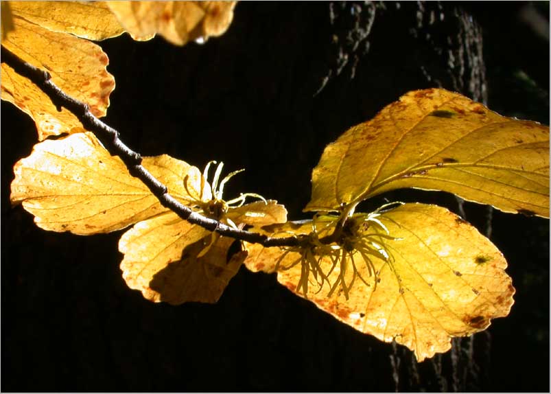 flowering withhazel