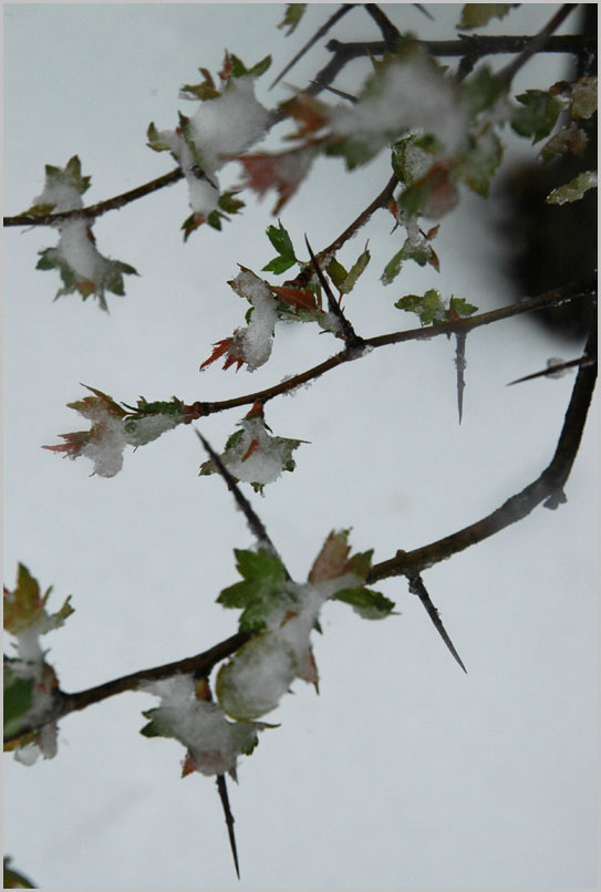 snow on hawthorn