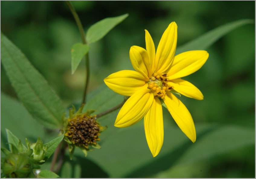 woodland sunflower