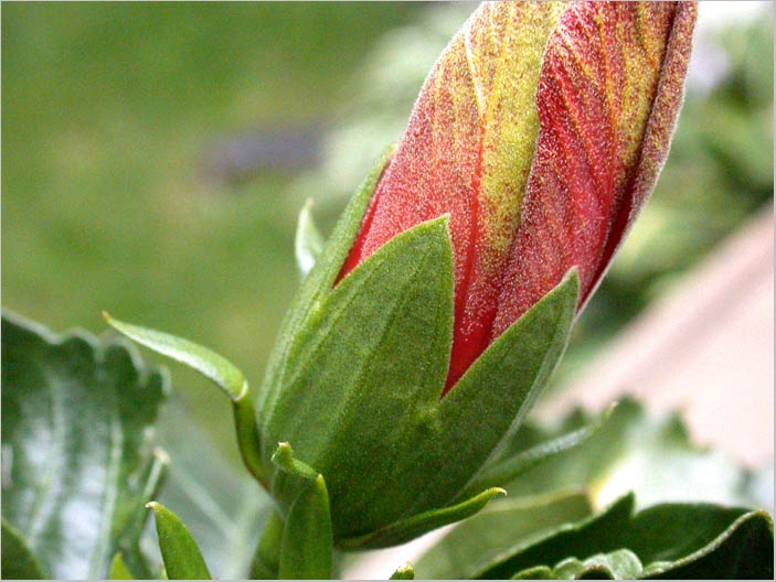 hibiscus, calyx