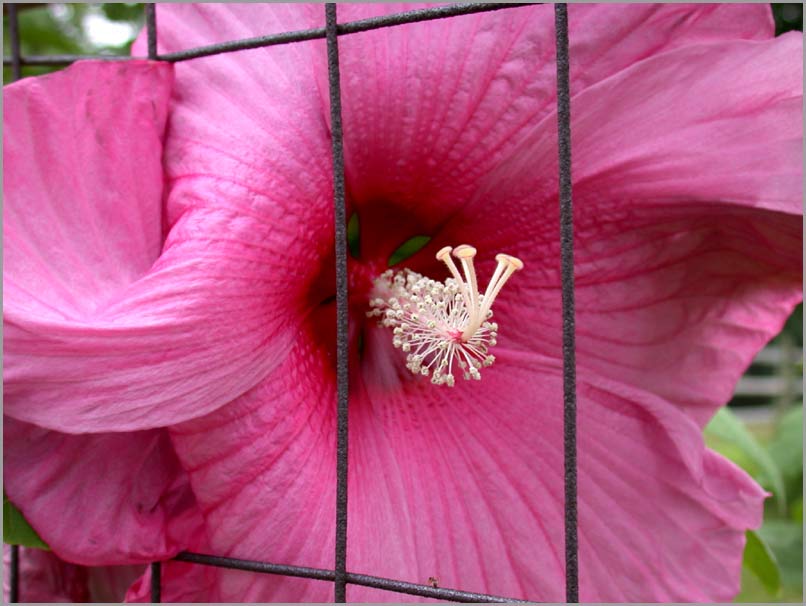 hibiscus