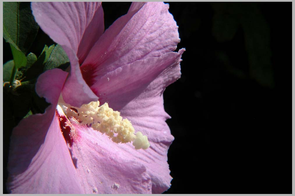 hibiscus