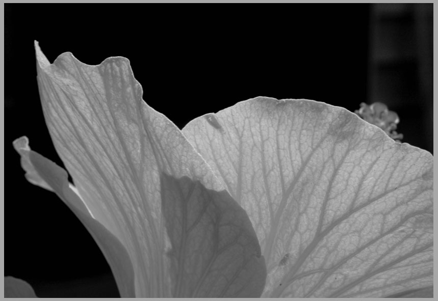 hibiscus, petals