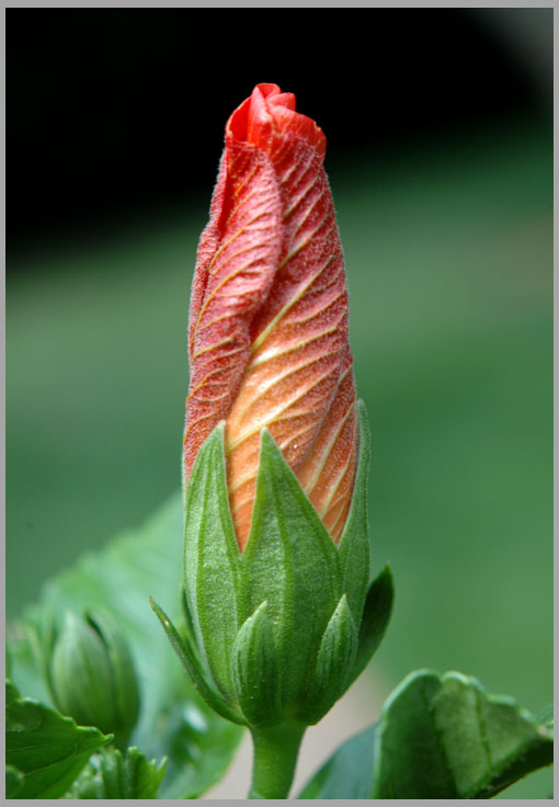 hibiscus, unfolding