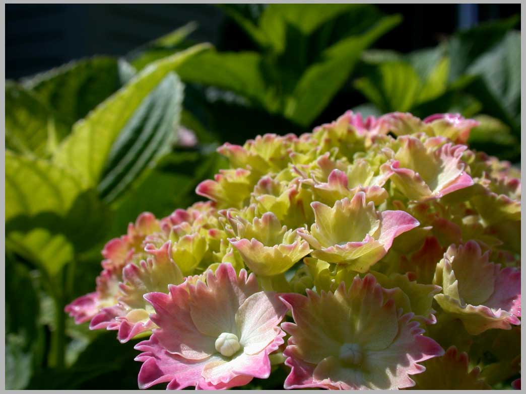 july hydrangea