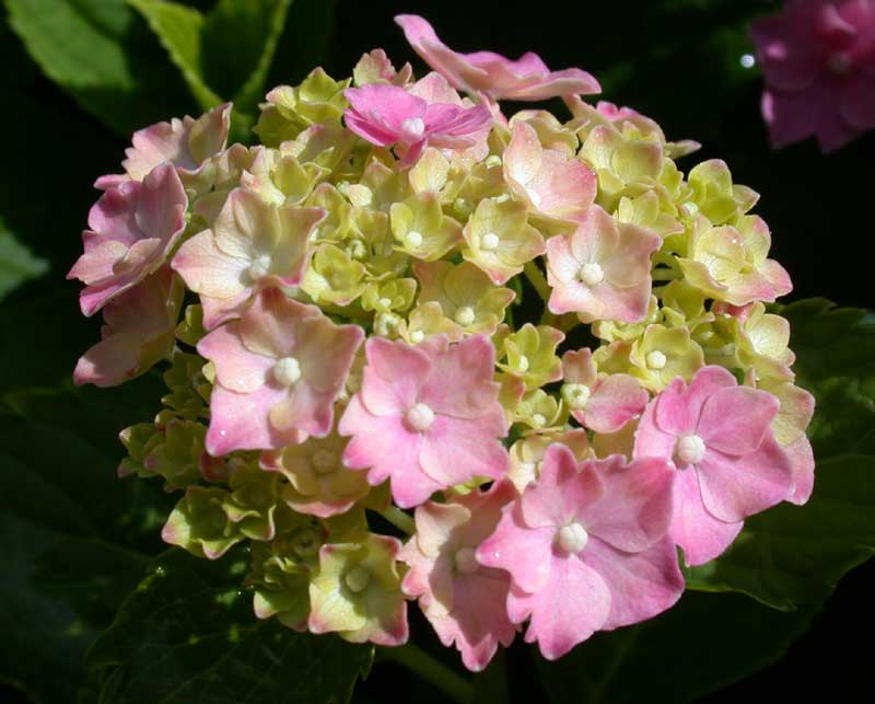 hydrangea