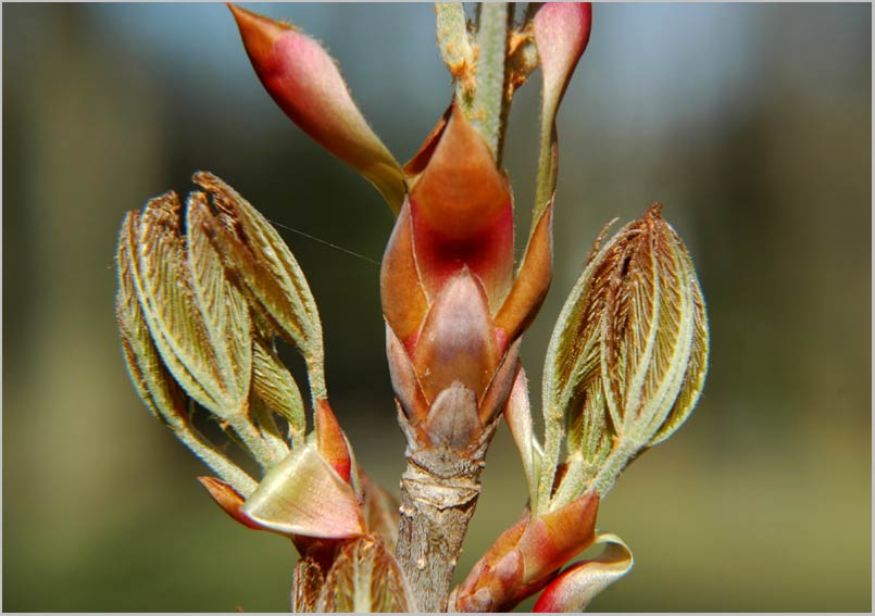 horse chestnut