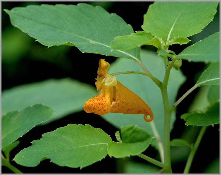 juwelweed, sideview