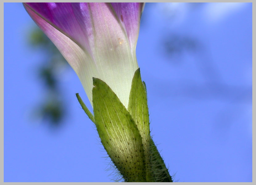 morning glory, calyx form