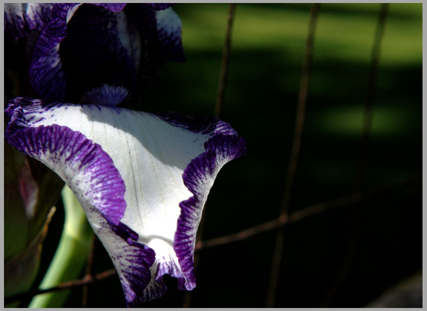 iris on a wire