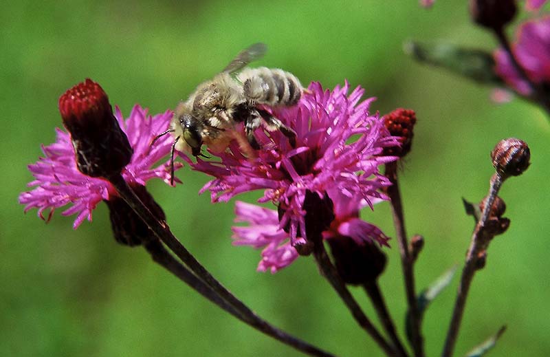 Picture/Poem Photo Week: Ironweed