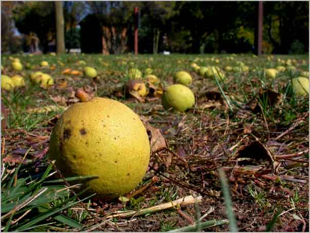 native walnuts