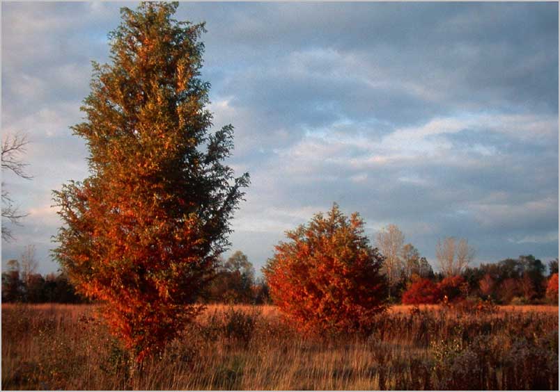 junipers, last light