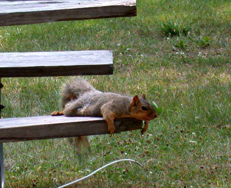 squirrel, relaxing