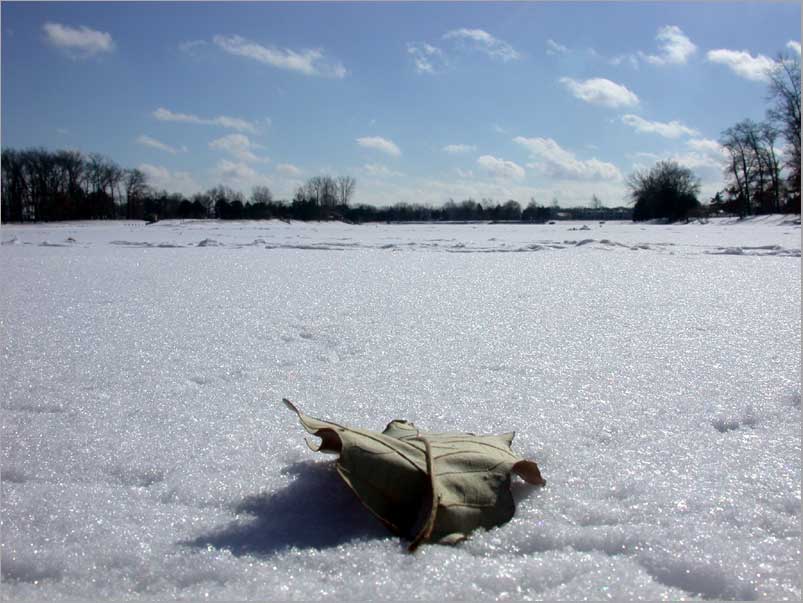 leaf on ice