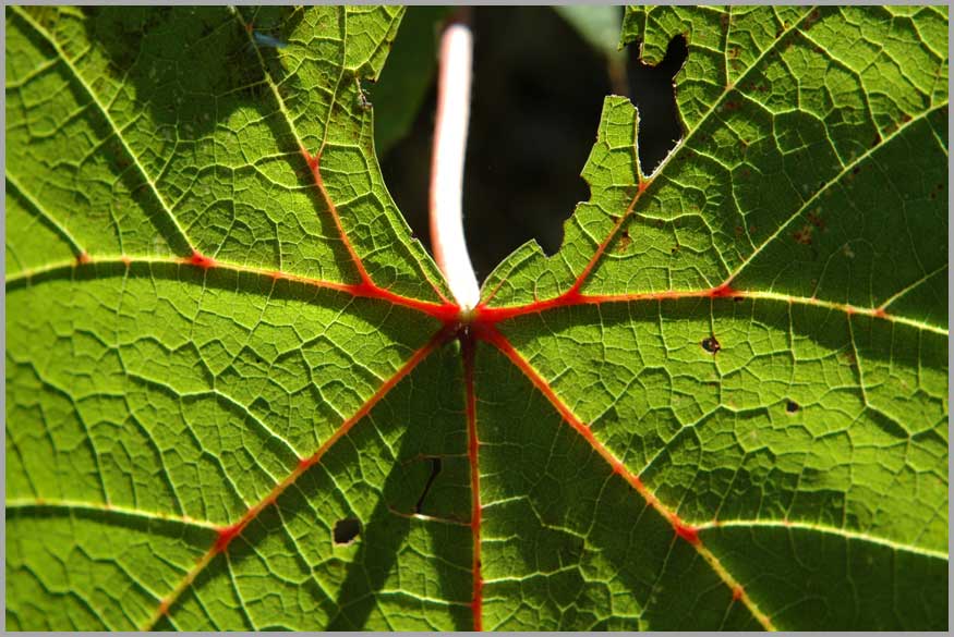 leaf venation