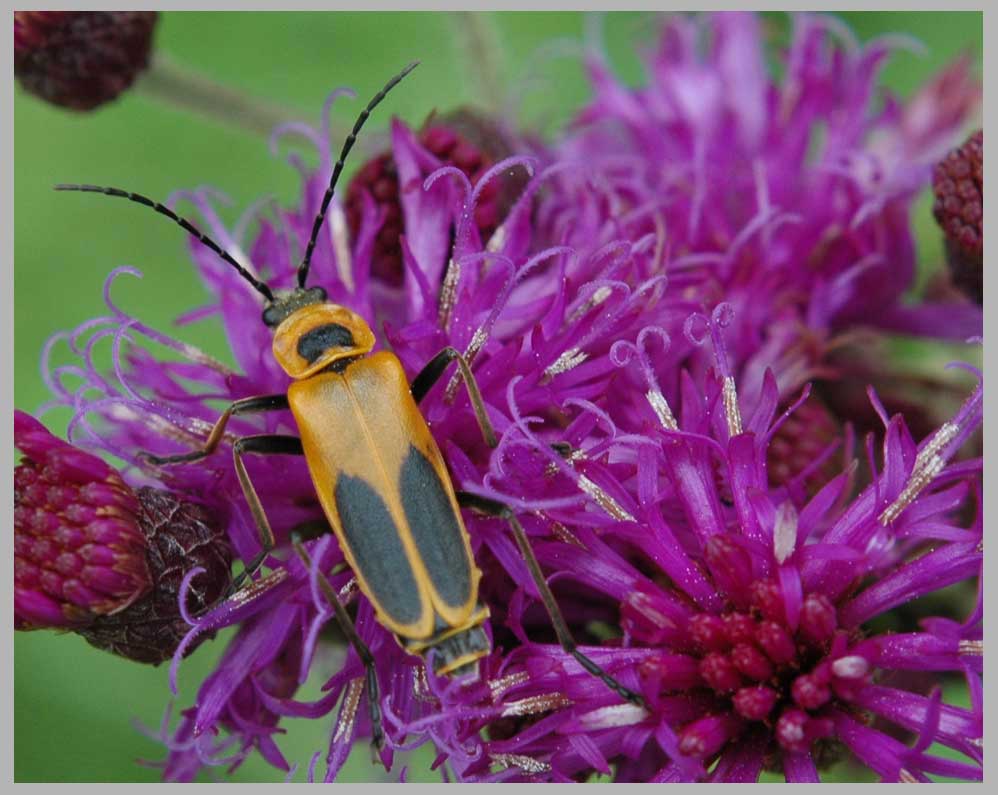 leatherwing on ironweed