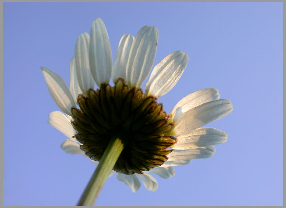 ox-eye daisy